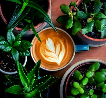 Multiple plans surrounding a cup of coffee with a milk leaf photo by Joe Hepburn on Unsplash.