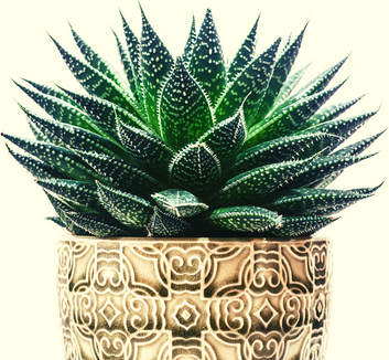 Photo of succulent leaves and carved plant pot by Kyaw Tun on Unsplash.