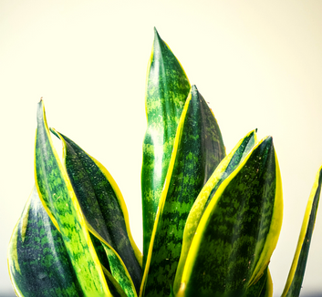Close-up photo of Sansevieria leaves by The Blowup on Unsplash.